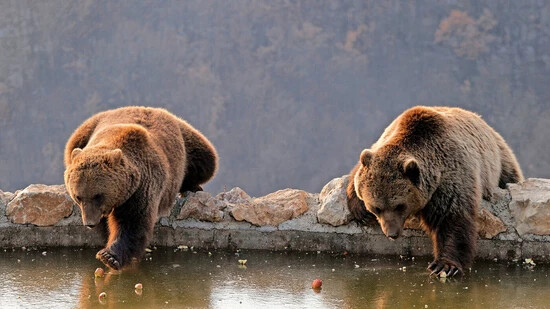 Vom Menschen gefürchtet: Zwei Braunbären fangen Äpfel von der vereisten Oberfläche eines kleinen Teiches.